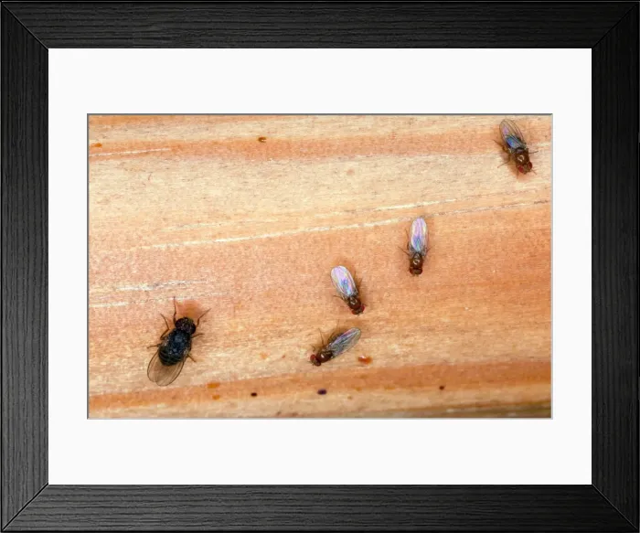 Framed Print : Fruit flies - gathered in kitchen - Norfolk - UK Framed Print : Fruit flies - gathered in kitchen - Norfolk - UK