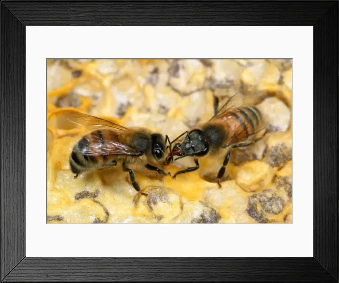 Framed Print : Honey Bee - workers licking each other - UK