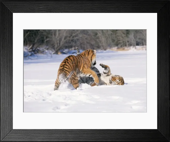 Framed Print : Siberian Tigers TOM 444 Endangered species, play fighting. Panthera tigris © Tom & Pat Leeson / ardea. com Framed Print : Siberian Tigers TOM 444 Endangered species, play fighting. Panthera tigris © Tom & Pat Leeson / ardea. com