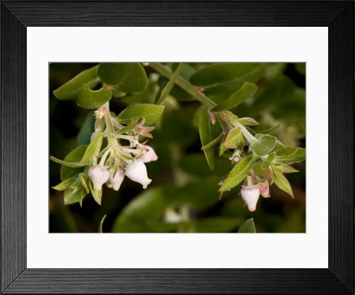 Framed Print : Arroyo Cruz Manzanita - South California - USA Framed Print : Arroyo Cruz Manzanita - South California - USA