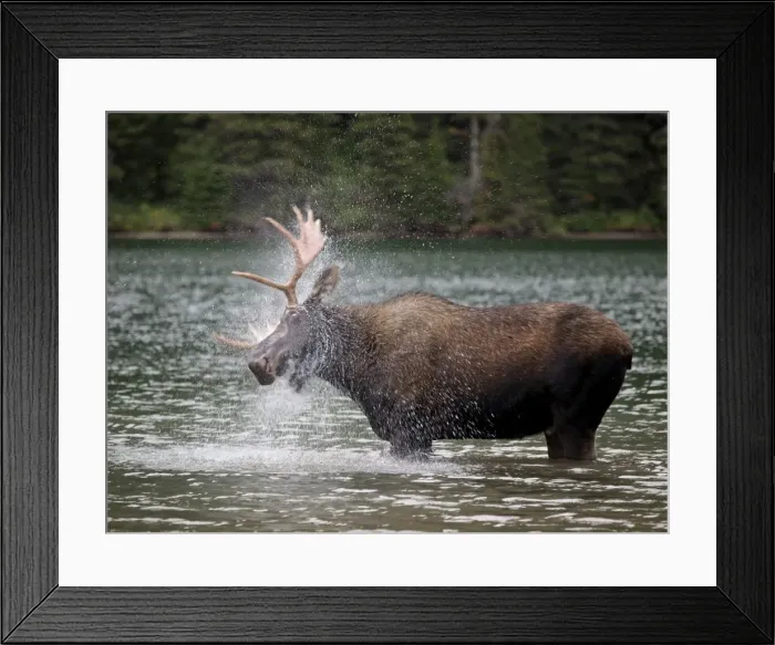 Framed Print : Moose - male in water - Waterton Lakes National Park - Canada Framed Print : Moose - male in water - Waterton Lakes National Park - Canada