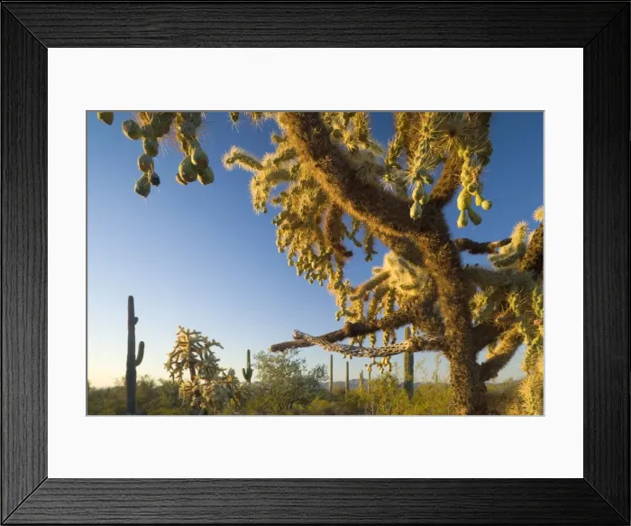 Framed Print : Jumping / Chain Fruit Cholla - sonoran desert plant community including Saguaro Cacti (Carnegiea gigantea), Creosote Bush (Larrea tridentata), Desert Saltbush (Atriplex polycarpa) Framed Print : Jumping / Chain Fruit Cholla - sonoran desert plant community including Saguaro Cacti (Carnegiea gigantea), Creosote Bush (Larrea tridentata), Desert Saltbush (Atriplex polycarpa)