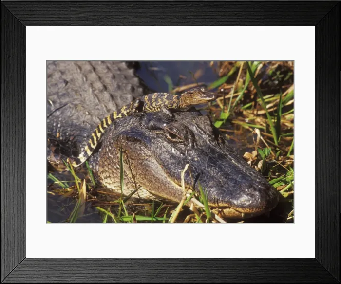 Framed Print : American Alligator TOM 463 Mother with young, Texas, USA. Alligator mississippiensis © Tom & Pat Leeson / ardea. com Framed Print : American Alligator TOM 463 Mother with young, Texas, USA. Alligator mississippiensis © Tom & Pat Leeson / ardea. com
