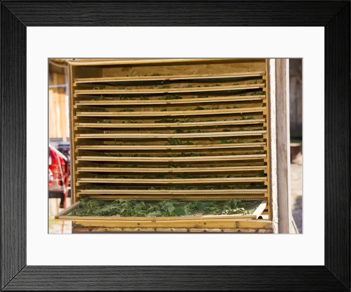 Framed Print : Nettles being dried in solar drier for use in herbal tea, Crit, saxon village, Transylvania, Romania Framed Print : Nettles being dried in solar drier for use in herbal tea, Crit, saxon village, Transylvania, Romania