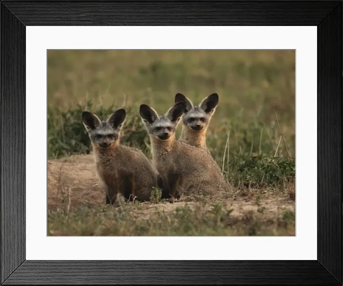 Framed Print : Bat eared Foxes - young - Tanzania Framed Print : Bat eared Foxes - young - Tanzania