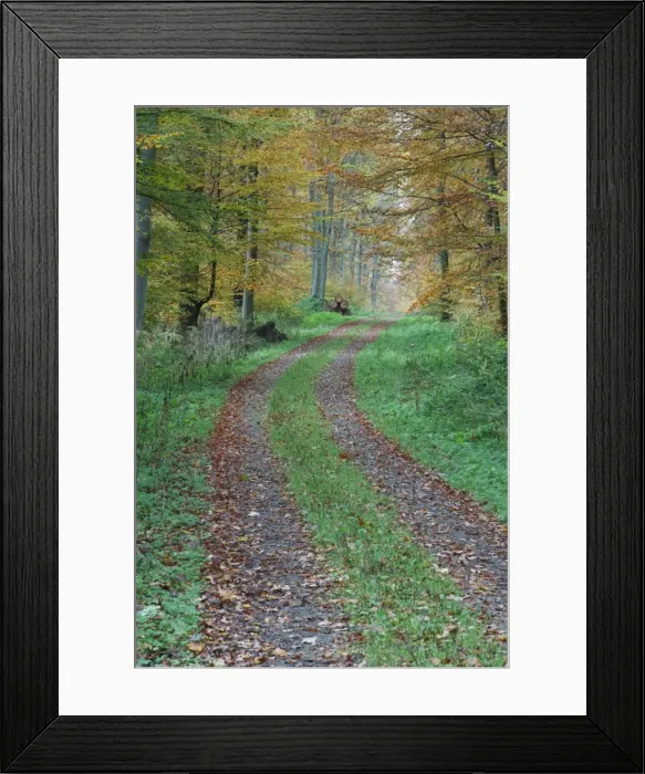 Framed Print : Beech Trees - forest and woodland track - autumn - Hessen - Germany Framed Print : Beech Trees - forest and woodland track - autumn - Hessen - Germany