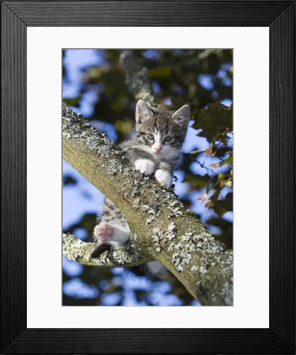 Framed Print : Cat - kitten sitting in tree - Lower Saxony - Germany Framed Print : Cat - kitten sitting in tree - Lower Saxony - Germany