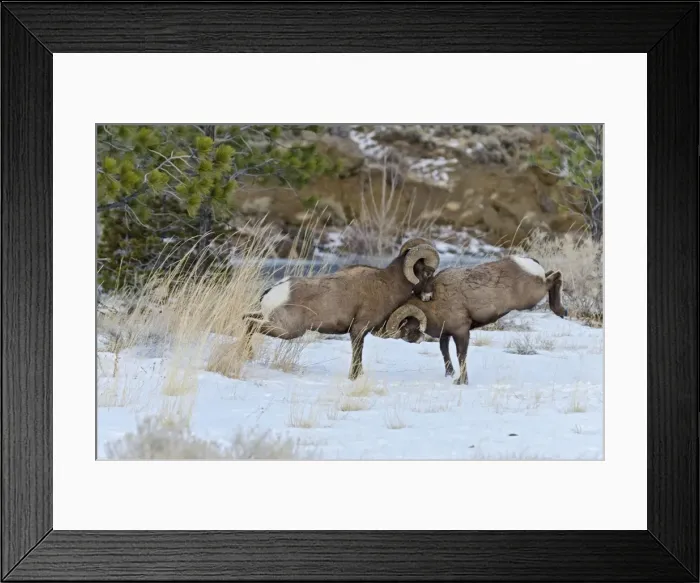 Framed Print : Rocky Mountain Bighorn Sheep - rams fighting / head butting during fall rut - in Autumn snow - Rocky Mountains - Wyoming - USA _E7C2785 Framed Print : Rocky Mountain Bighorn Sheep - rams fighting / head butting during fall rut - in Autumn snow - Rocky Mountains - Wyoming - USA _E7C2785