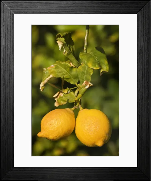 Framed Print : Lemon Tree - with ripe lemon fruits hanging from branch - Borrego Springs - California, USA Framed Print : Lemon Tree - with ripe lemon fruits hanging from branch - Borrego Springs - California, USA