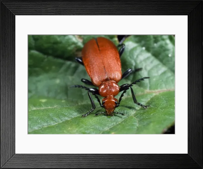 Framed Print : Cardinal Beetle - serrated antennae - UK Framed Print : Cardinal Beetle - serrated antennae - UK