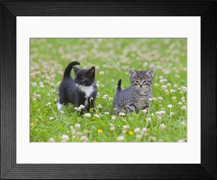 Framed Print : Cat - two kittens on lawn - Lower Saxony - Germany Framed Print : Cat - two kittens on lawn - Lower Saxony - Germany