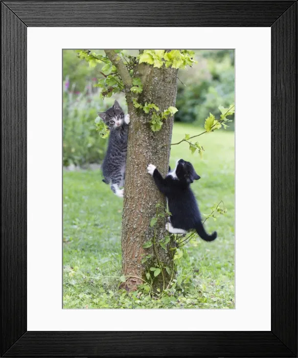Framed Print : Cat - two kittens playing on tree trunk - Lower Saxony - Germany Framed Print : Cat - two kittens playing on tree trunk - Lower Saxony - Germany