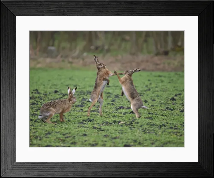 Framed Print : European Hares - give high five - fighting in mating season Austria Framed Print : European Hares - give high five - fighting in mating season Austria