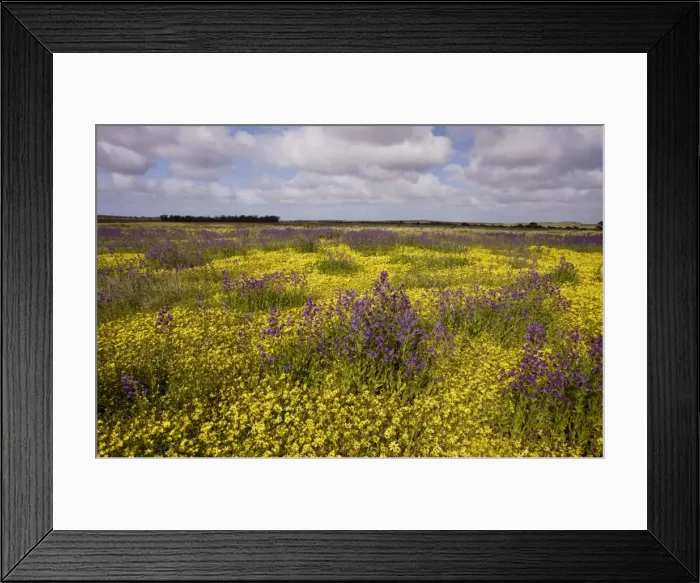 Framed Print : Field ablaze with non-native plants: a yellow daisy Arctotheca calendula, and Purple bugloss Echium plantagineum; near Perenjori, western Australia Framed Print : Field ablaze with non-native plants: a yellow daisy Arctotheca calendula, and Purple bugloss Echium plantagineum; near Perenjori, western Australia