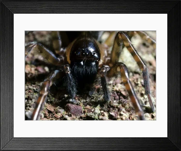 Framed Print : Cribellate Spider - close up of face - UK Framed Print : Cribellate Spider - close up of face - UK