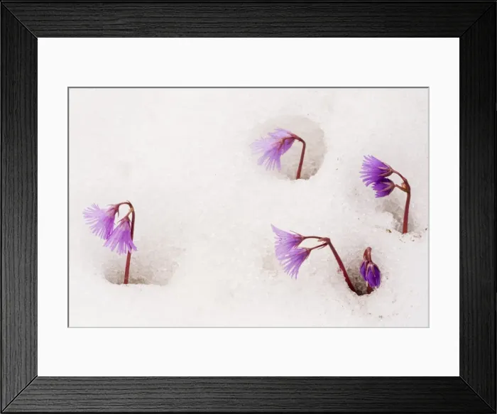 Framed Print : Alpine Snowbell - in snow - Dolomites, Italy Framed Print : Alpine Snowbell - in snow - Dolomites, Italy
