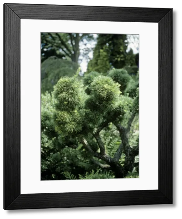 Framed Print : Japanese Larch - 180 years old Framed Print : Japanese Larch - 180 years old