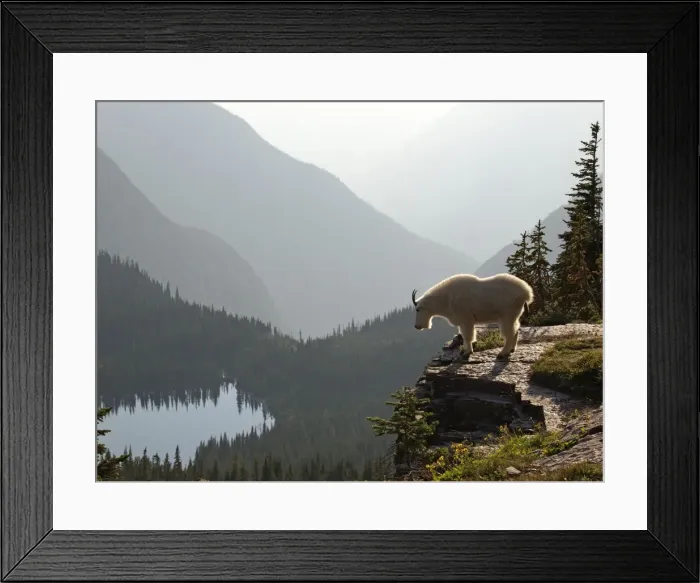 Framed Print : Mountain Goat - Glacier National Park - USA Framed Print : Mountain Goat - Glacier National Park - USA