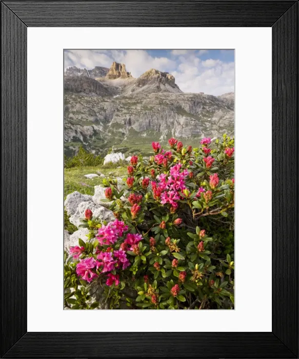 Framed Print : Hairy Alpenrose - on Tre Cime de Lavaredo, Dolomites, Italy Framed Print : Hairy Alpenrose - on Tre Cime de Lavaredo, Dolomites, Italy