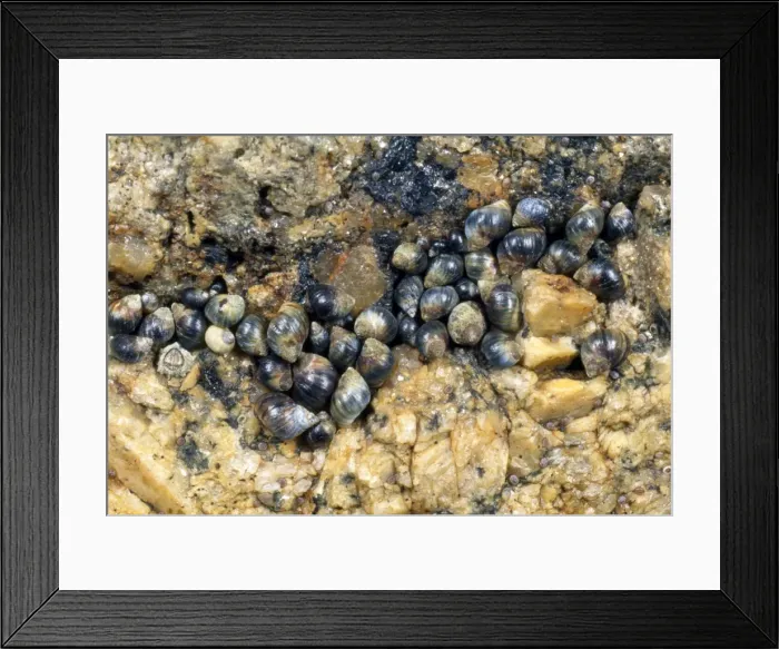 Framed Print : Small Periwinkles - in seashore rock crevice - UK Framed Print : Small Periwinkles - in seashore rock crevice - UK