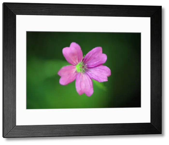 Framed Print : Crane's-bill - flower - garden cultivar - Lower Saxony - Germany Framed Print : Crane's-bill - flower - garden cultivar - Lower Saxony - Germany