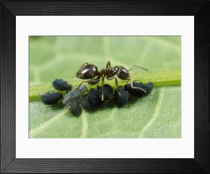 Framed Print : Black Ant - tending black bean aphids Framed Print : Black Ant - tending black bean aphids