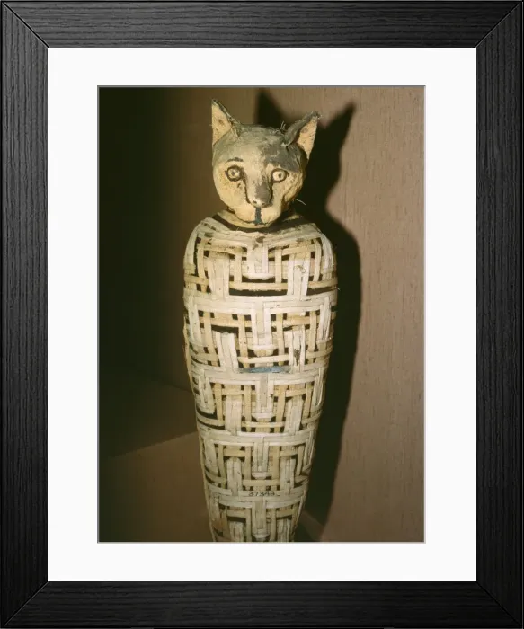 Framed Print : Egypt - Mummified Cat, dedicated to Goddess Bastet. 30 BC Framed Print : Egypt - Mummified Cat, dedicated to Goddess Bastet. 30 BC