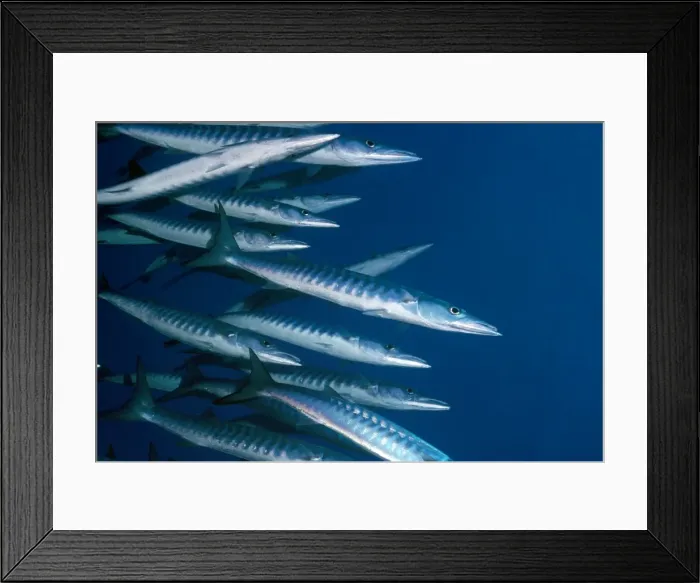 Framed Print : Barracuda - Red Sea - Indo-Pacific 