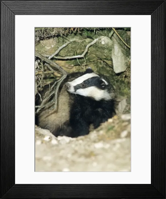 Framed Print : Badger - female or sow - alert at entrance of sett - Lower Saxony - Germany Framed Print : Badger - female or sow - alert at entrance of sett - Lower Saxony - Germany