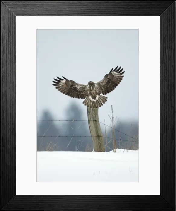 Framed Print : Common Buzzard - in flight - landing on fence post in winter - Lower Saxony - Germany Framed Print : Common Buzzard - in flight - landing on fence post in winter - Lower Saxony - Germany