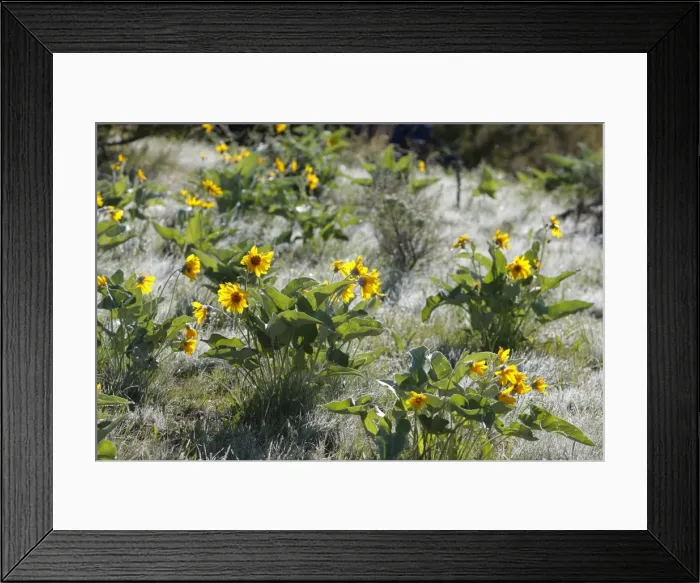 Framed Print : Arrowleaf Balsamroot. Montana - USA Framed Print : Arrowleaf Balsamroot. Montana - USA