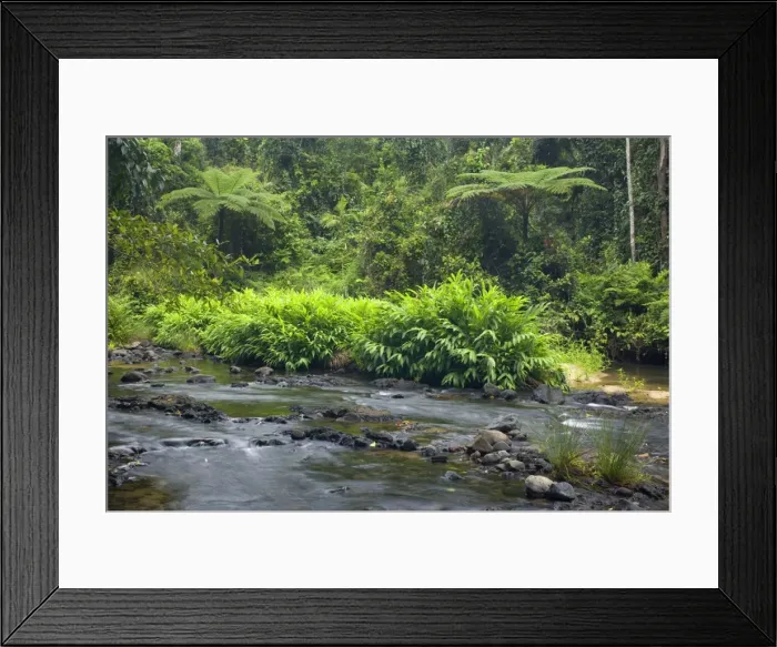 Framed Print : Creek in rainforest - beautiful river in lush tropical rainforest with tree fern - Woroonooran National Park, Wet Tropics World Heritage Area, Queensland, Australia Framed Print : Creek in rainforest - beautiful river in lush tropical rainforest with tree fern - Woroonooran National Park, Wet Tropics World Heritage Area, Queensland, Australia