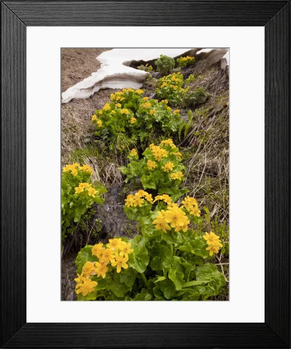 Framed Print : Yellow / Giant Marsh Marigold - high in the Lesser Caucasus, Georgia Framed Print : Yellow / Giant Marsh Marigold - high in the Lesser Caucasus, Georgia