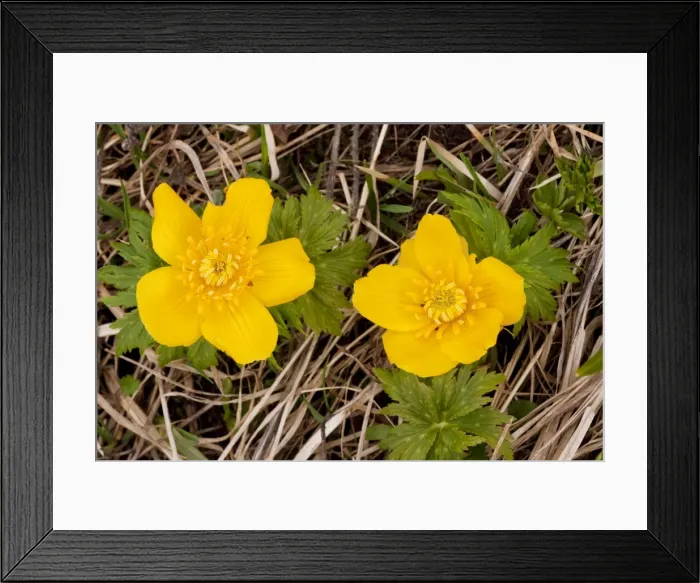 Framed Print : Caucasus Globe Flower - Lesser Caucasus, Georgia Framed Print : Caucasus Globe Flower - Lesser Caucasus, Georgia