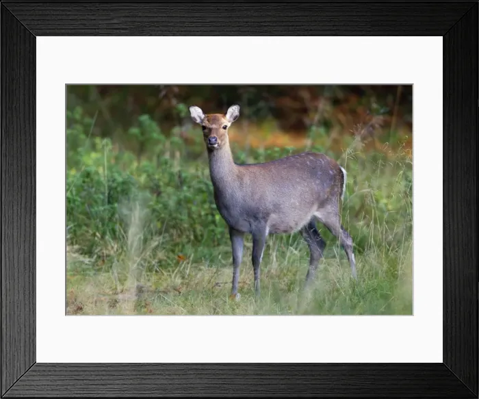 Framed Print : Sika Deer - hind in woodland clearing - Seeland - Denmark Framed Print : Sika Deer - hind in woodland clearing - Seeland - Denmark