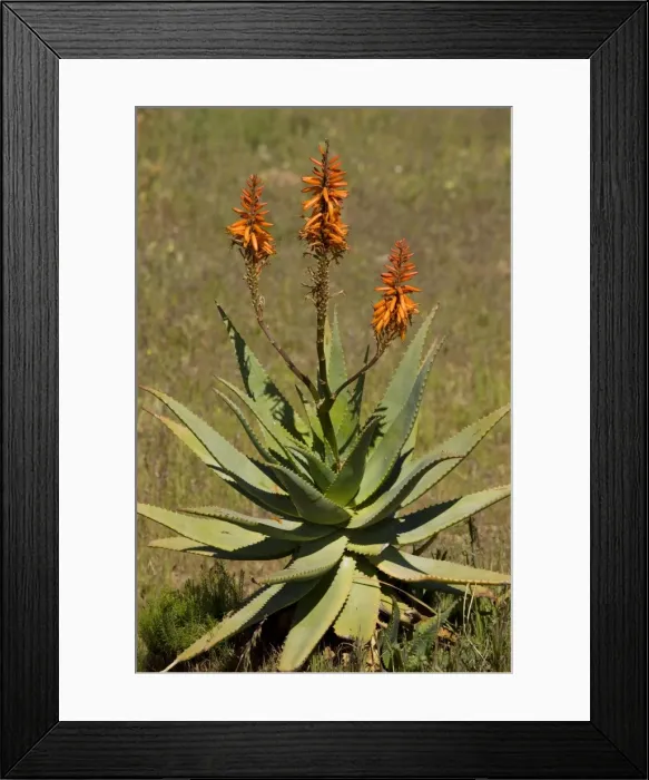 Framed Print : Bitter Aloe / Red Aloe - a source of cosmetic materials - growing wild in South Africa Framed Print : Bitter Aloe / Red Aloe - a source of cosmetic materials - growing wild in South Africa
