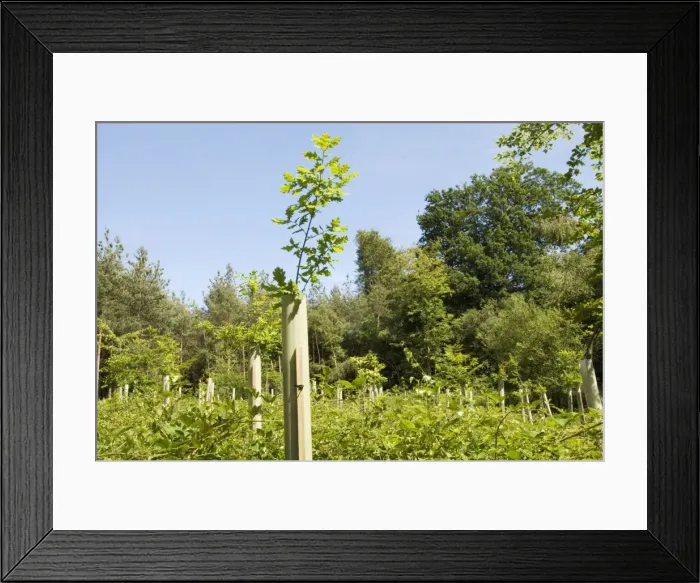 Framed Print : Oak Tree - well sprouted young oaks above protective shelters two years after planting as whips Framed Print : Oak Tree - well sprouted young oaks above protective shelters two years after planting as whips