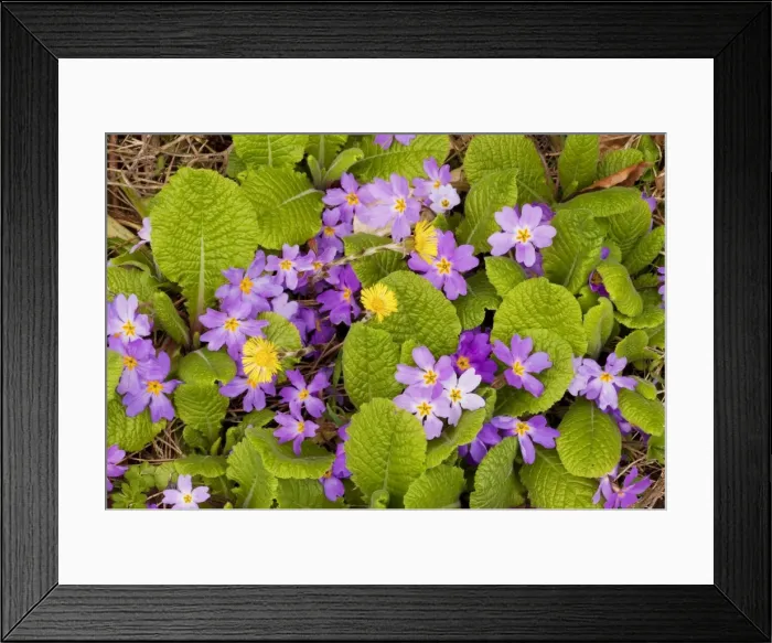 Framed Print : Pink form of Common Primrose - in the Lesser Caucasus, Georgia Framed Print : Pink form of Common Primrose - in the Lesser Caucasus, Georgia
