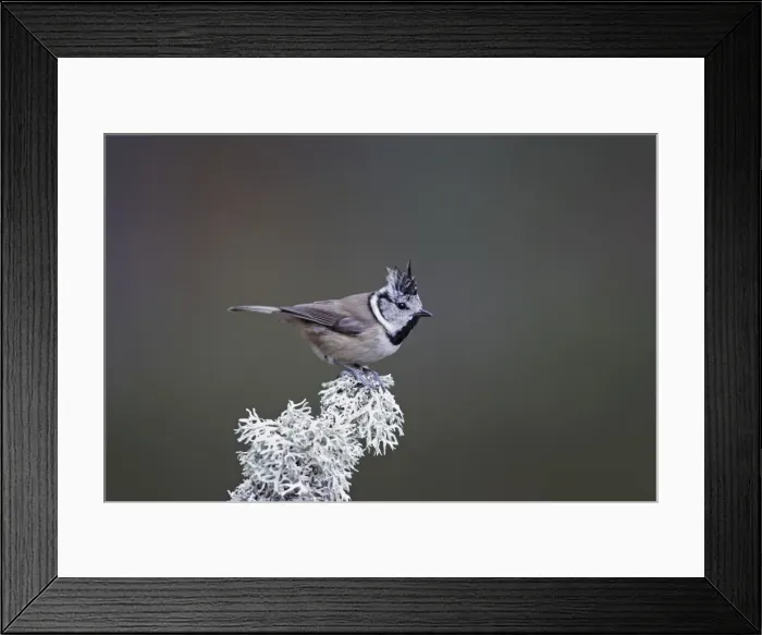 Framed Print : Crested Tit - Scotland Framed Print : Crested Tit - Scotland