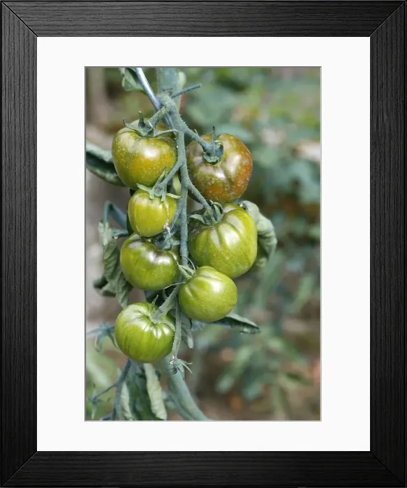 Framed Print : Tomatoes - growing in garden. Somme - france Variety Noire de Crimee
