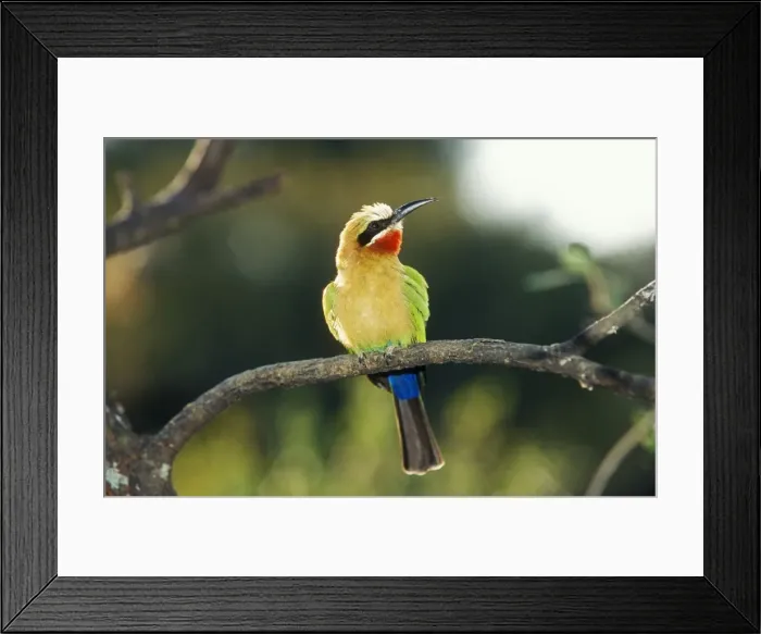 Framed Print : White Fronted Bee-eater WAT 142 Merops bullockoides © M. Watson / ardea. com Framed Print : White Fronted Bee-eater WAT 142 Merops bullockoides © M. Watson / ardea. com