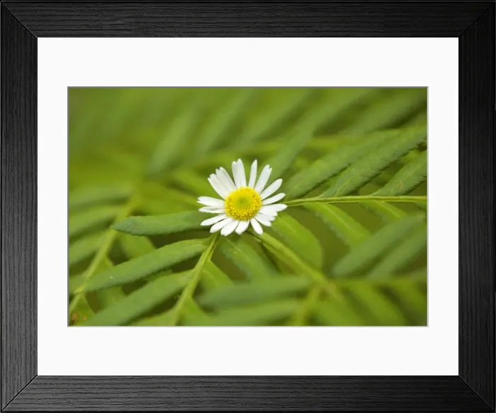 Framed Print : Daisy - The bloom of a flowering daisy has caught in the filigrane leaf of a fern. The daisy's yellow central disc is the exact centre of the image - New South Wales, Australia Framed Print : Daisy - The bloom of a flowering daisy has caught in the filigrane leaf of a fern. The daisy's yellow central disc is the exact centre of the image - New South Wales, Australia