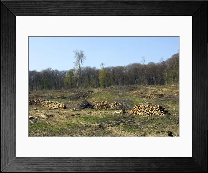 Framed Print : European Hornbeam and European Beech Forest Haute-Saone France Framed Print : European Hornbeam and European Beech Forest Haute-Saone France
