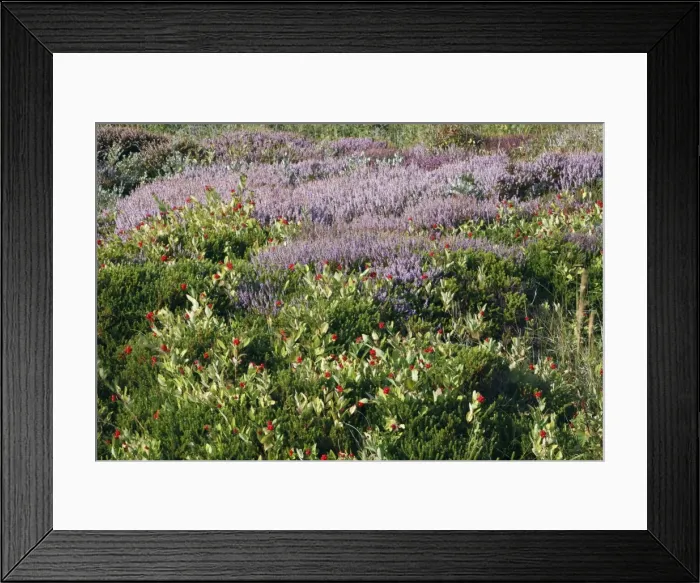 Framed Print : Heather and Honeysuckle (Lonicera periclymenum) berries - sand dune nature reserve - Island oif Texel - Holland Framed Print : Heather and Honeysuckle (Lonicera periclymenum) berries - sand dune nature reserve - Island oif Texel - Holland