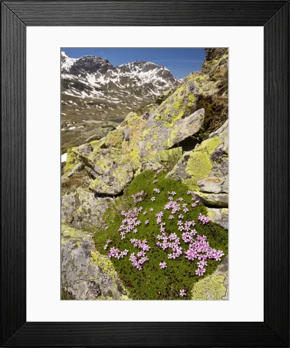 Framed Print : Moss Campion - dense alpine cushion plant. Swiss Alps Framed Print : Moss Campion - dense alpine cushion plant. Swiss Alps