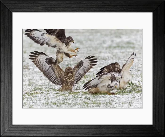 Framed Print : Common Buzzard - four squabbling over food in winter - Lower Saxony - Germany Framed Print : Common Buzzard - four squabbling over food in winter - Lower Saxony - Germany