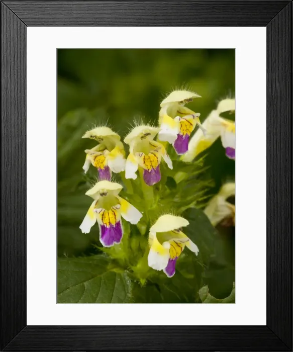 Framed Print : Large-flowered Hemp nettle - in flower - arable weed Framed Print : Large-flowered Hemp nettle - in flower - arable weed
