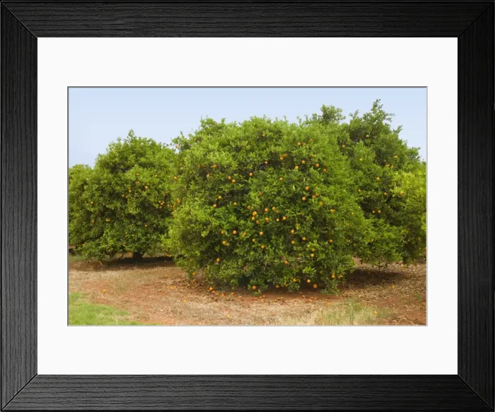 Framed Print : Orange tree plantation - ripe fruits are hanging from orange trees in an orchard in Mildura. The trees must be watered with water from the mighty Murry river - Mildura, Victoria, Australia Framed Print : Orange tree plantation - ripe fruits are hanging from orange trees in an orchard in Mildura. The trees must be watered with water from the mighty Murry river - Mildura, Victoria, Australia
