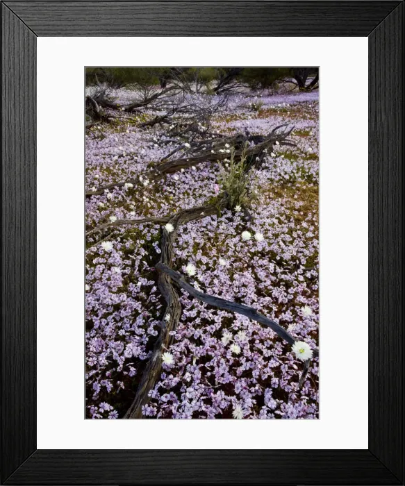 Framed Print : Masses of Pink Velleia - and other spring everlasting flowers in semi-desert scrub near Paynes Find, Western Australia Framed Print : Masses of Pink Velleia - and other spring everlasting flowers in semi-desert scrub near Paynes Find, Western Australia