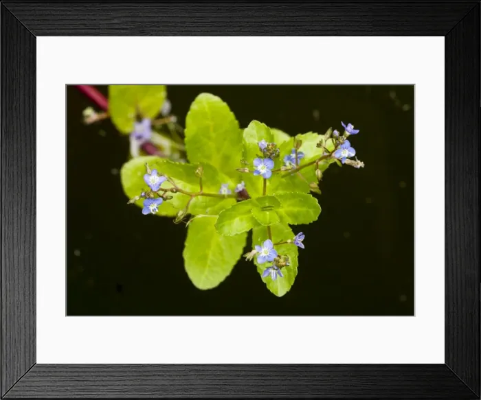 Framed Print : Brooklime - in flower; by pond Framed Print : Brooklime - in flower; by pond